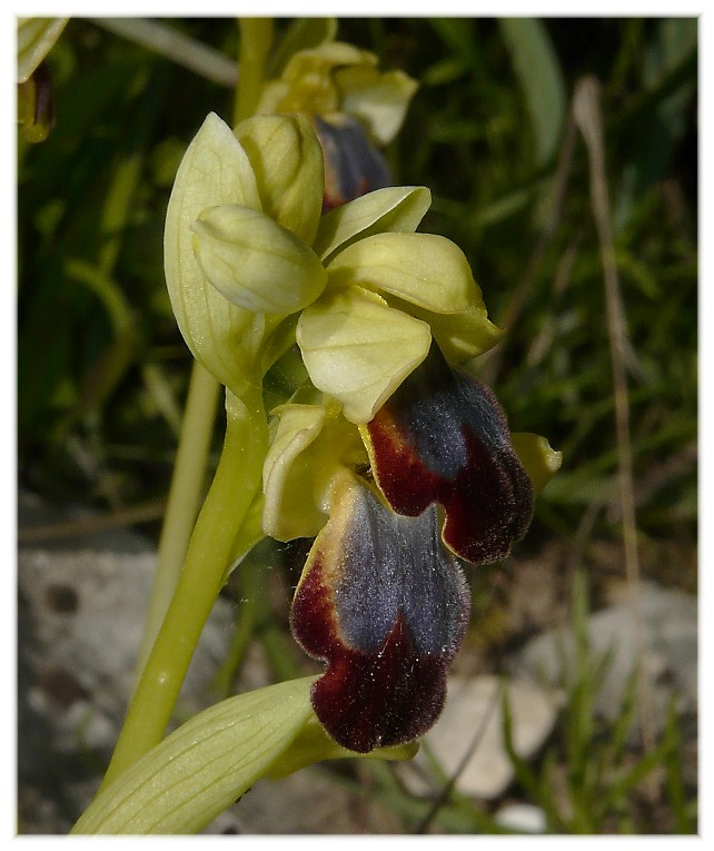 Orchis collina .......ed altro....